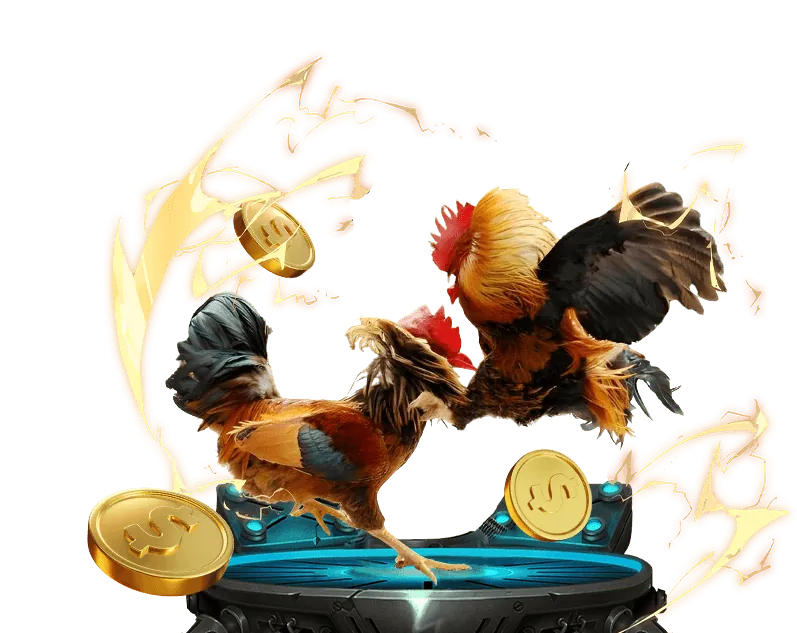 Hình ảnh đá gà trực tuyến với hai chiến kê đang thi đấu